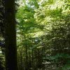 09 b Schluchensteig Etappe 4 - 6